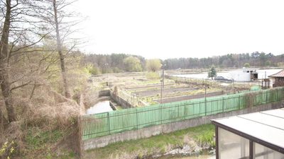 5,42 ha, Stawy rybne, las, Zemborzyce, Lublin - 2