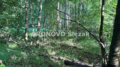 Działka siedliskowa 37a możliwość zabudowy - 3