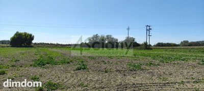 Duża działka + dom w Bieniewo-Parcela - 2