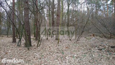 Do sprzedania 5 działek o łącznej  powierzchni 12000 m2 w Sękocinie Las koło Magdalenki. - 4
