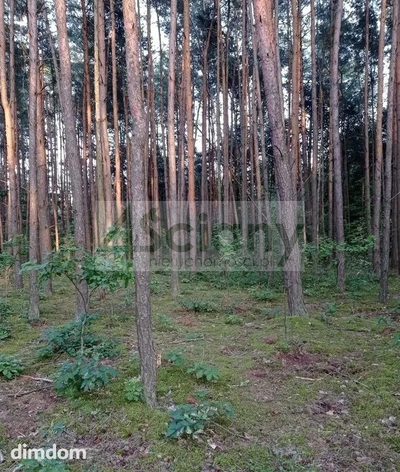 Do sprzedania działka budowlana o powierzchni 35000 m2 (3,5 ha) w Mościskach koło Grodziska Maz. - 2