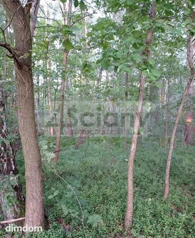 Do sprzedania działka budowlana o powierzchni 35000 m2 (3,5 ha) w Mościskach koło Grodziska Maz. - 4