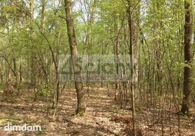 Do sprzedania działka budowlana o powierzchni 2 x 2315 m2 w Sękocinie Las przy Magdalence. - 2
