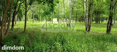 Do sprzedania działka budowlana o powierzchni 10626 m2 w Grodzisku Maz.