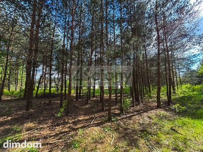 Zadrzewiona działka budowlana przy lesie w Zalesiu - 2