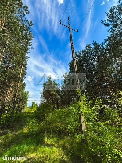 Zadrzewiona działka budowlana przy lesie w Zalesiu - 5