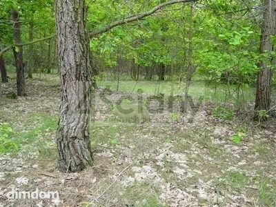 Do sprzedania działka budowlana o powierzchni 6800 m2 w Maryninie koło Grodziska Maz./Książenic. - 2