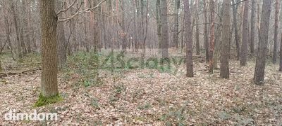 Atrakcyjna działka w Sękocinie Las