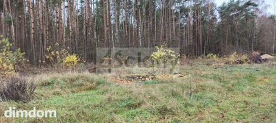 Duża działka w lesie - gmina Puszcza Mariańska - 3