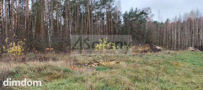 Duża działka w lesie - gmina Puszcza Mariańska - 4
