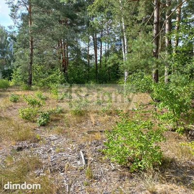 Działka leśna pod zabudowę rezydencyjną - 2