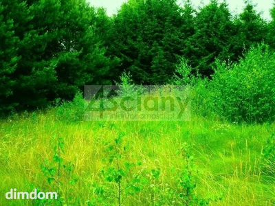 Atrakcyjna działka budowlana pod Pułtuskiem - 3