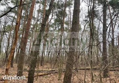 Do sprzedania działka budowlana o powierzchni 6500 m2 w Książenicach (Pieńki Książenickie) na granicy z Owczarnią. - 2