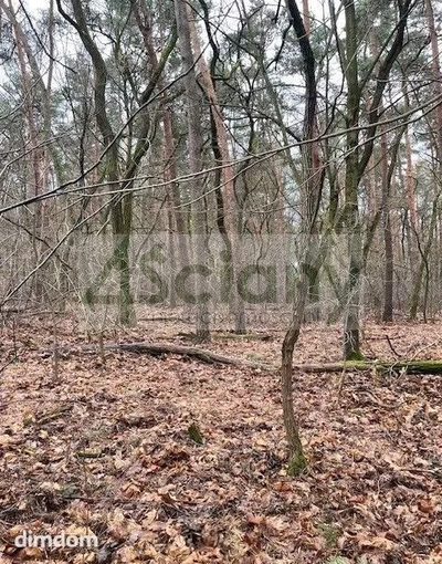 Do sprzedania działka budowlana o powierzchni 6500 m2 w Książenicach (Pieńki Książenickie) na granicy z Owczarnią. - 4