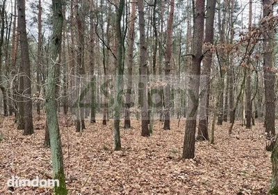 Do sprzedania działka budowlana o powierzchni 6500 m2 w Książenicach (Pieńki Książenickie) na granicy z Owczarnią. - 3