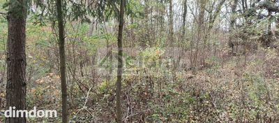 Do sprzedania działka o powierzchni 3000 m2 składająca się z dwóch mniejszych o powierzchniach po 1500 m2 w Ojrzanowie, gmina Żabia Wola.