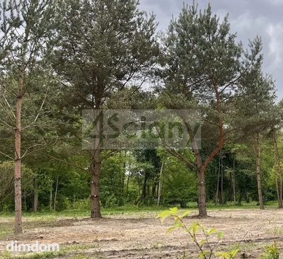 Do sprzedania działka budowlana o powierzchni 3155 m2 w Maryninie koło Książenic/Grodziska Maz. - 3