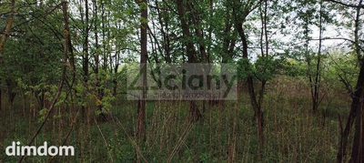 Na sprzedaż działka budowlana o powierzchni 999 m2 w Stanisławowie Drugim (powiat Legionowski) zaledwie 5 km od Zalewu Zegrzyńskiego.