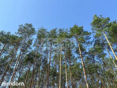 Duża działka z możliwością podziału w Ojrzanowie - 2