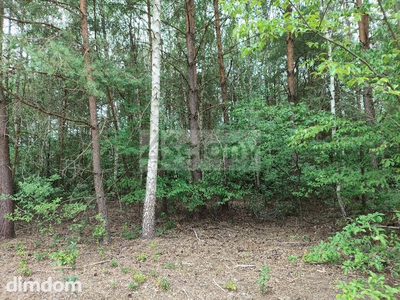 Działka w Wólce w lesie, 600 metrów od puszczy - 4