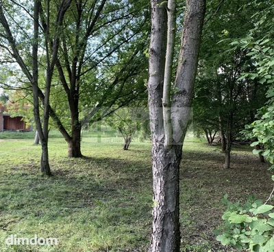 DZIAŁKA BUDOWLANA 1094 m² | KANIE - 2