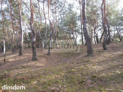 Do sprzedania zalesiona działka budowlana o powierzchni 1 705 m2, położona w najpiękniejszej części Legionowa - Bukowiec. Kształt prostokąta o wymiarach 31 m (od drogi) na 55 m. Dojazd utwardzony. Me… - 2
