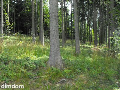 Na sprzedaż duża działka leśna, położona na obrzeżach Boguszowa- Gorc. Działka położona u podnóża góry Chełmiec- symbolu gór Wałbrzyskich. - 3