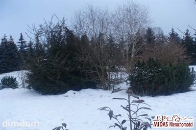Piękna działka 1780m2 otoczona dużymi iglakami! - 2