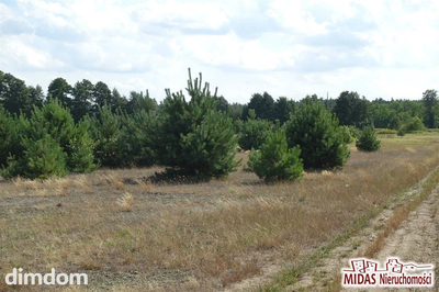 Działka 1206m2 okolice Włocławka-Tylko 49000! - 3