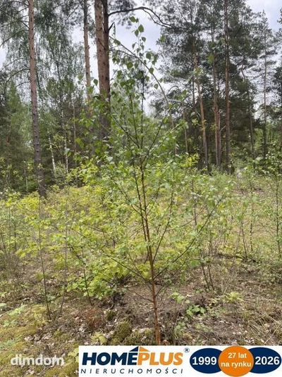Działka w lesie 2064 m² - letniskowa i całoroczna - 3