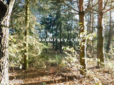 Ładna działka budowlano - inwestycyjna 4100m2 w Białym Ługu, gmina Prażmów, pow. piaseczyński.
