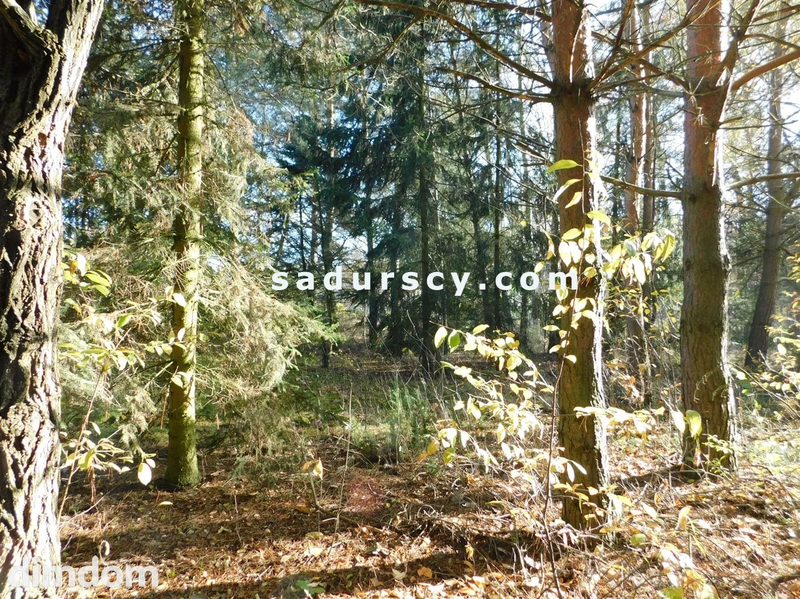 Ładna działka budowlano - inwestycyjna 4100m2 w Białym Ługu, gmina Prażmów, pow. piaseczyński. - dd_c43ea97e_zs_BS8-GS-263796-119_1.jpg