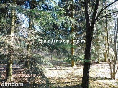 Ładna działka budowlano - inwestycyjna 4100m2 w Białym Ługu, gmina Prażmów, pow. piaseczyński. - 2