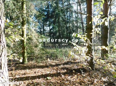 Ładna działka budowlano - inwestycyjna 4100m2 w Białym Ługu, gmina Prażmów, pow. piaseczyński. - 3