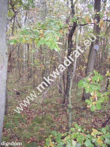 Działka objęta studium zagospodarowania terenu. Położona w lesie  przy drodze, o powierzchni 9300m2 . Istnieje możliwość podziału  na działki o powierzchni 1500m2. Działka usytuowana wzdłuż drogi wew… - 4