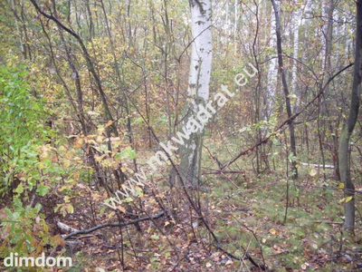 Działka objęta studium zagospodarowania terenu. Położona w lesie  przy drodze, o powierzchni 9300m2 . Istnieje możliwość podziału  na działki o powierzchni 1500m2. Działka usytuowana wzdłuż drogi wew… - 5