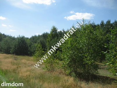 Działka budowlano - inwestycyjna w Siestrzeni, o powierzchni 5100 m2, o wymiarzch 27 x 230 m. W większej części zalesiona młodymi sosenkami i brzózkami. Prąd (są 3 liczniki) i woda miejska na działce…