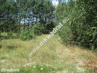 Działka budowlano - inwestycyjna w Siestrzeni, o powierzchni 5100 m2, o wymiarzch 27 x 230 m. W większej części zalesiona młodymi sosenkami i brzózkami. Prąd (są 3 liczniki) i woda miejska na działce… - 2