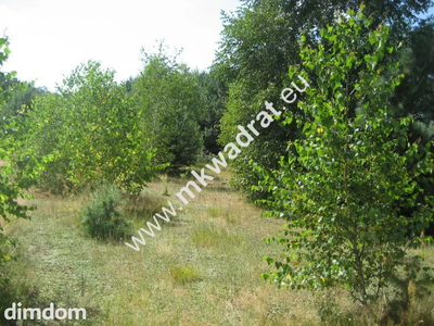 Działka budowlano - inwestycyjna w Siestrzeni, o powierzchni 5100 m2, o wymiarzch 27 x 230 m. W większej części zalesiona młodymi sosenkami i brzózkami. Prąd (są 3 liczniki) i woda miejska na działce… - 3