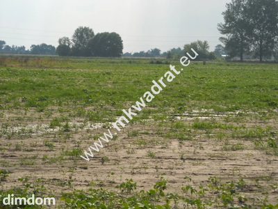 Działka budowlana położona przy drodze powiatowej. Idealne miejsce na zabudowę jednorodzinną  w powiązaniu z funkcją usługową. Działka  nie wymaga wycinki drzew, równa powierzchnia, okazałe drzewa pr… - 3