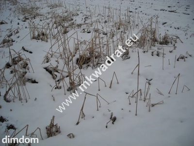 Działka inwestycyjna w Płochocinie ze zjazdem z drogi krajowej nr 2 o powierzchni 6200 m2. - 2