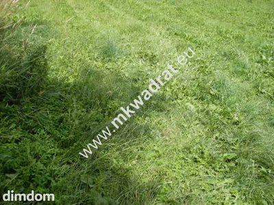 Działka o pow. 11124m2 o szer. 20m w Mszczonowie (+ 2 działki obok siebie do kupienia-łączna szer. 66m). - 3