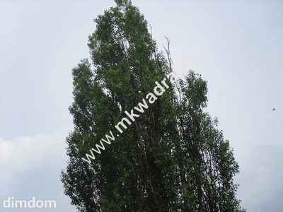 Wyjątkowo kształtna działka położona przy drodze 719 z bezpośrednim wjazdem z drogi. - 4