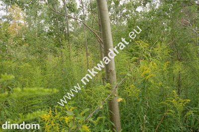 Do sprzedania działka o powierzchni 3830 m2, położona ok. 1 km od kompleksu leśnego i zalewu (Zbiornika Komorowskiego). Działka jest zabudowana halą o powierzchni 1000 m2. Podana wartość nieruchomośc…