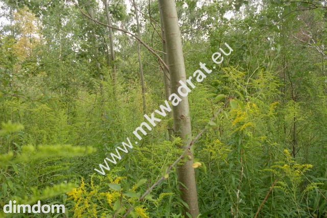 Do sprzedania działka o powierzchni 3830 m2, położona ok. 1 km od kompleksu leśnego i zalewu (Zbiornika Komorowskiego). Działka jest zabudowana halą o powierzchni 1000 m2. Podana wartość nieruchomośc… - 34711600.jpg