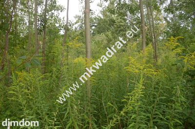 Do sprzedania działka o powierzchni 3830 m2, położona ok. 1 km od kompleksu leśnego i zalewu (Zbiornika Komorowskiego). Działka jest zabudowana halą o powierzchni 1000 m2. Podana wartość nieruchomośc… - 3