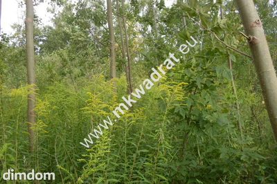 Do sprzedania działka o powierzchni 3830 m2, położona ok. 1 km od kompleksu leśnego i zalewu (Zbiornika Komorowskiego). Działka jest zabudowana halą o powierzchni 1000 m2. Podana wartość nieruchomośc… - 4