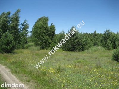 Urocza działka rolna o powierzchni 4.000m2 zlokalziowana  w Grzegorzewicach gmina Żabia Wola. Zadrzewiona samosiejkami brzózek i sosenek. Na działce znajduje się prąd, linia telefoniczna (internet).… - 3