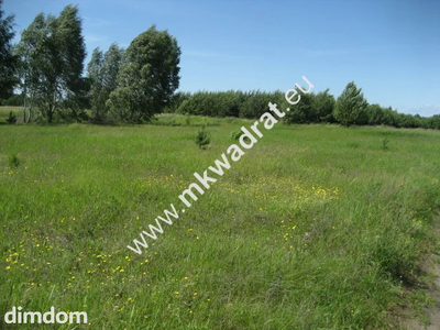 Urocza działka rolna o powierzchni 4.000m2 zlokalziowana  w Grzegorzewicach gmina Żabia Wola. Zadrzewiona samosiejkami brzózek i sosenek. Na działce znajduje się prąd, linia telefoniczna (internet).… - 4