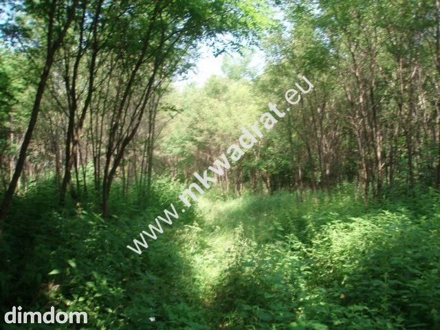 Działka blisko 2 ha do podziału - 37371566.jpg